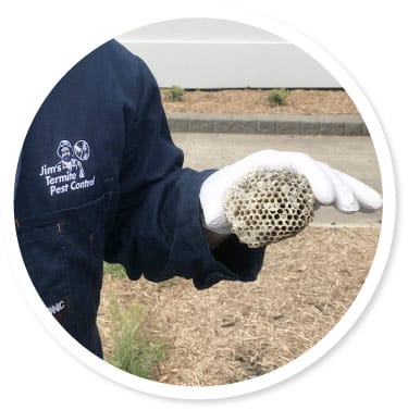 Wasp Pest services