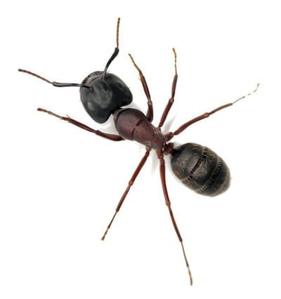 Ant control Canberra and Queanbeyan - Exterminate Ants