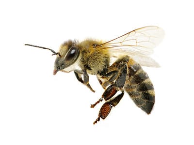 Bee removal Canberra and Queanbeyan