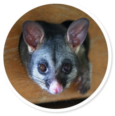 Possum removal Canberra & Queanbeyan