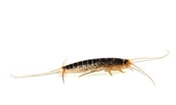 Silverfish