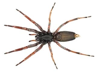 Spider Control Canberra & Queanbeyan